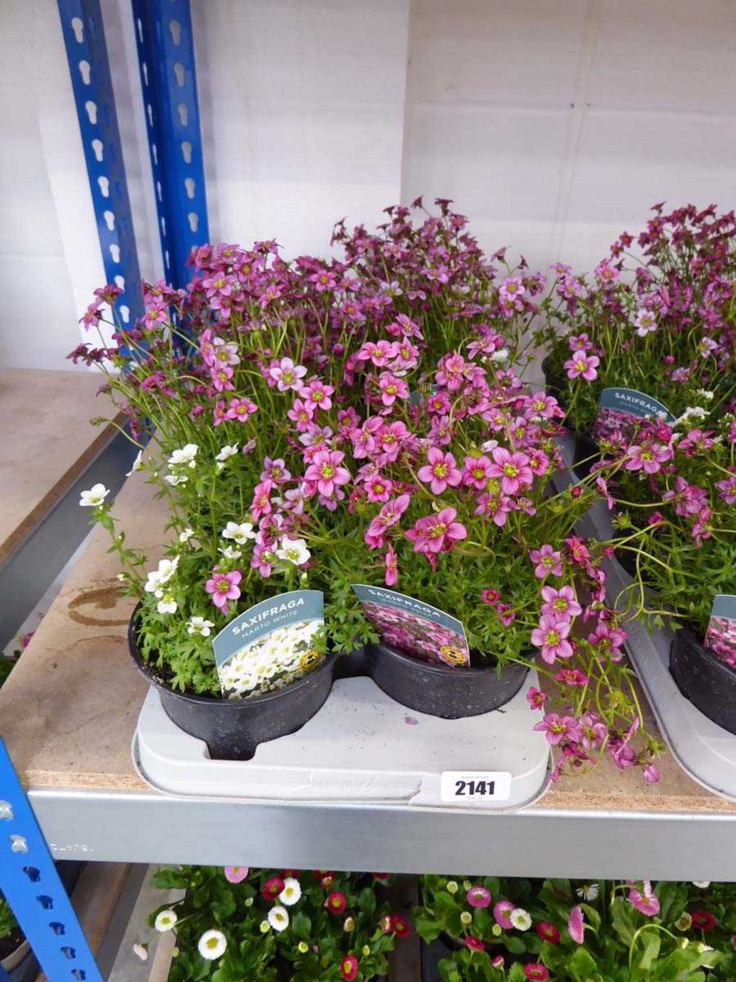 Tray containing 8 pots of mixed saxifraga