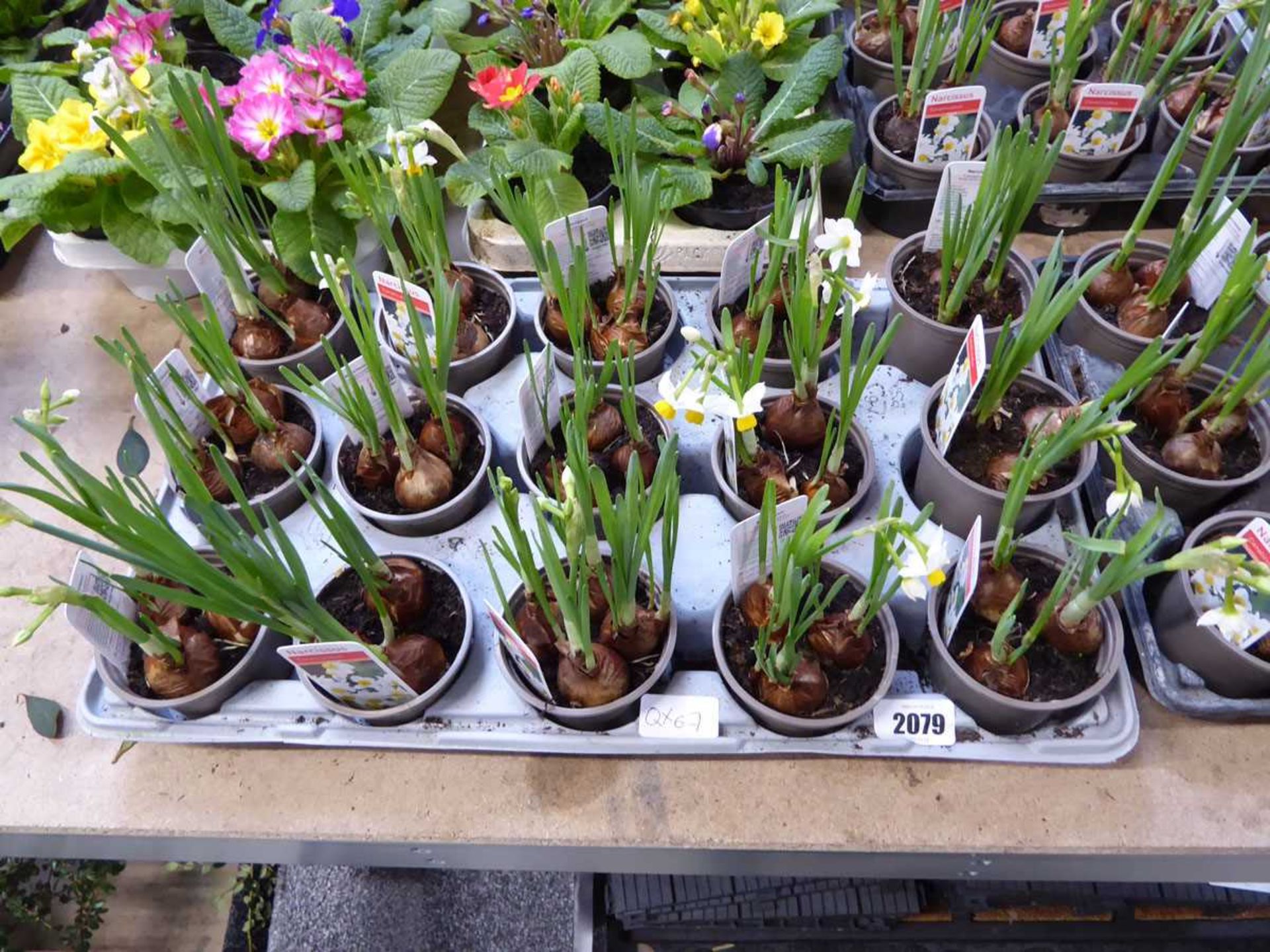 Tray containing 15 pots of Canalicualatus Narcissus bulbs