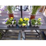 3 trays of pansies