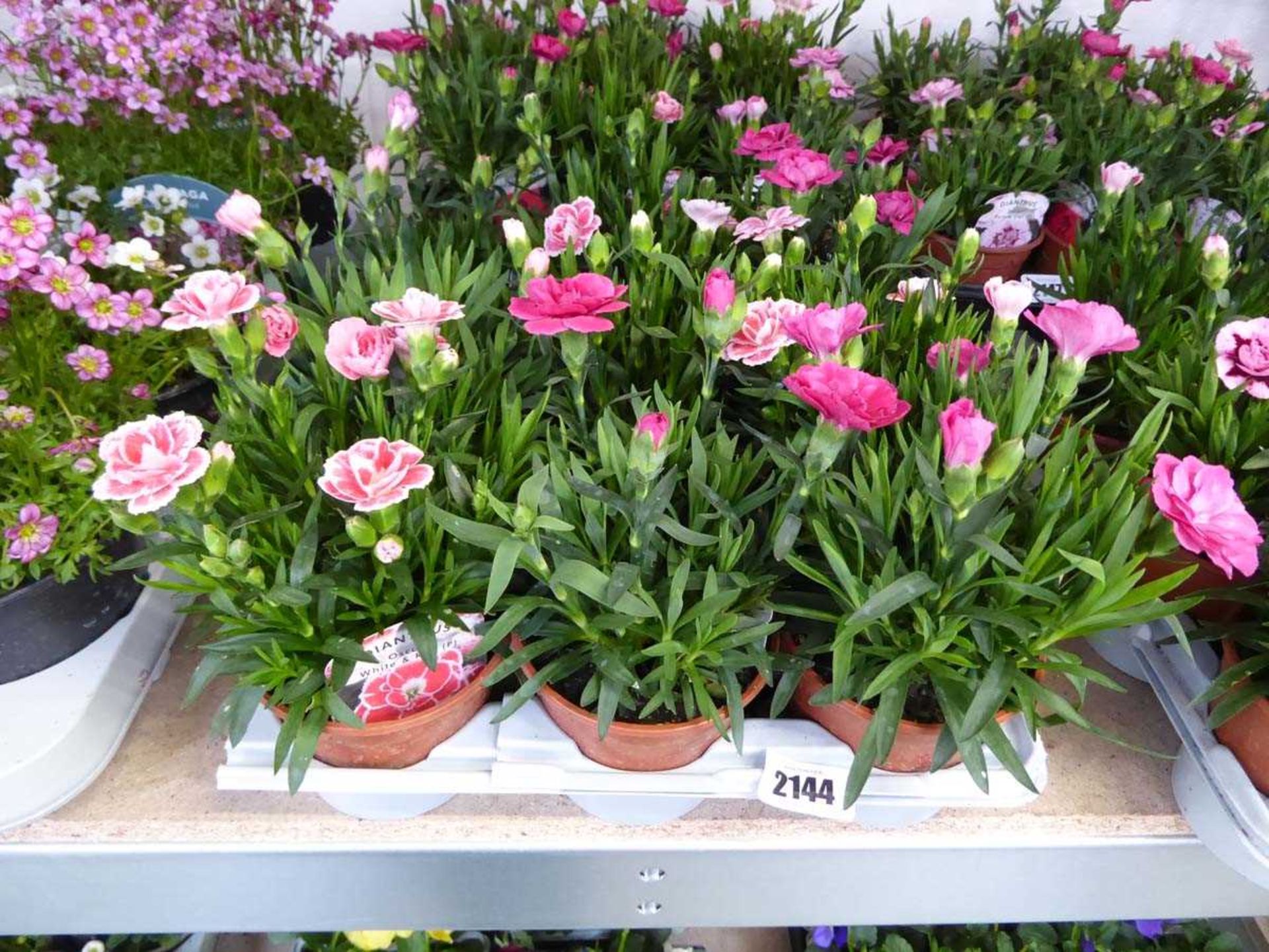 Tray containing 9 pots of white and red Oscar dianthus