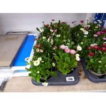 Tray containing 8 pots of Bellis daisies