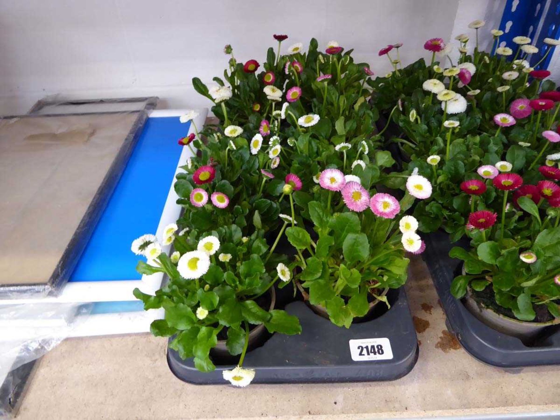 Tray containing 8 pots of Bellis daisies