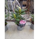 Potted pink hybrid rhododendron