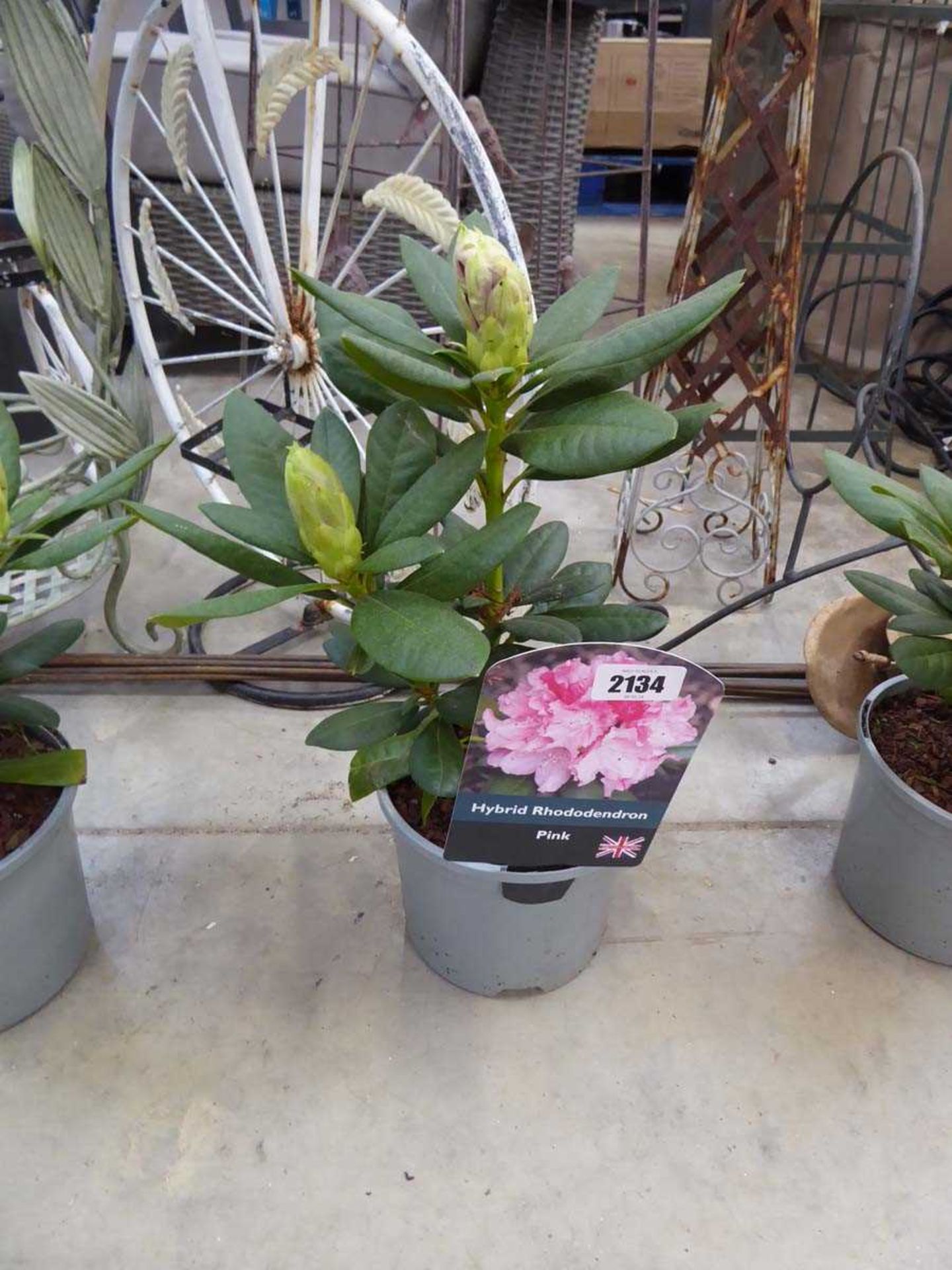 Potted pink hybrid rhododendron