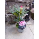 Potted pink hybrid rhododendron