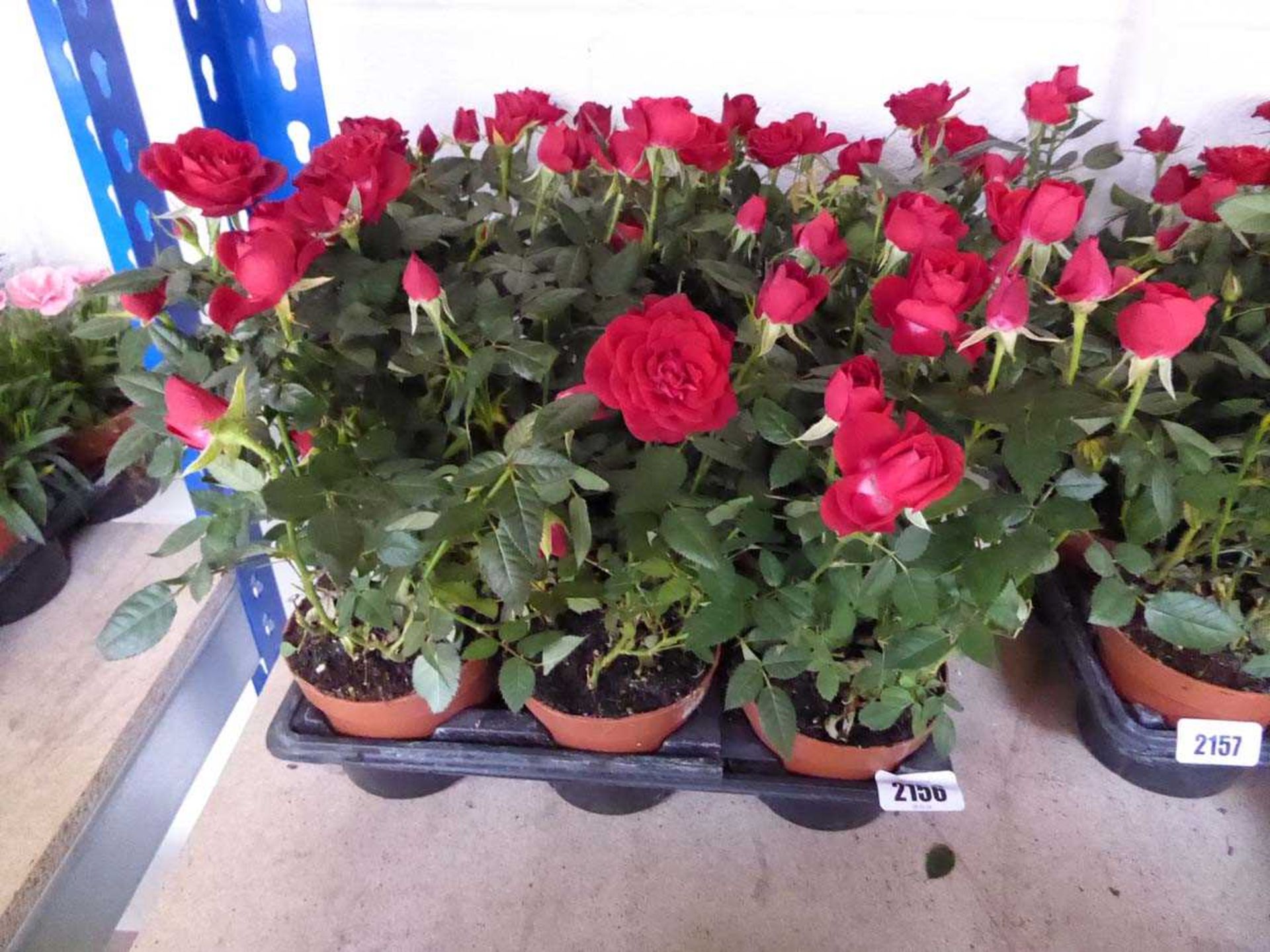 Tray containing 9 pots of roses