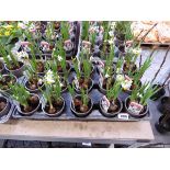 Tray containing 15 pots of Canalicualatus Narcissus bulbs