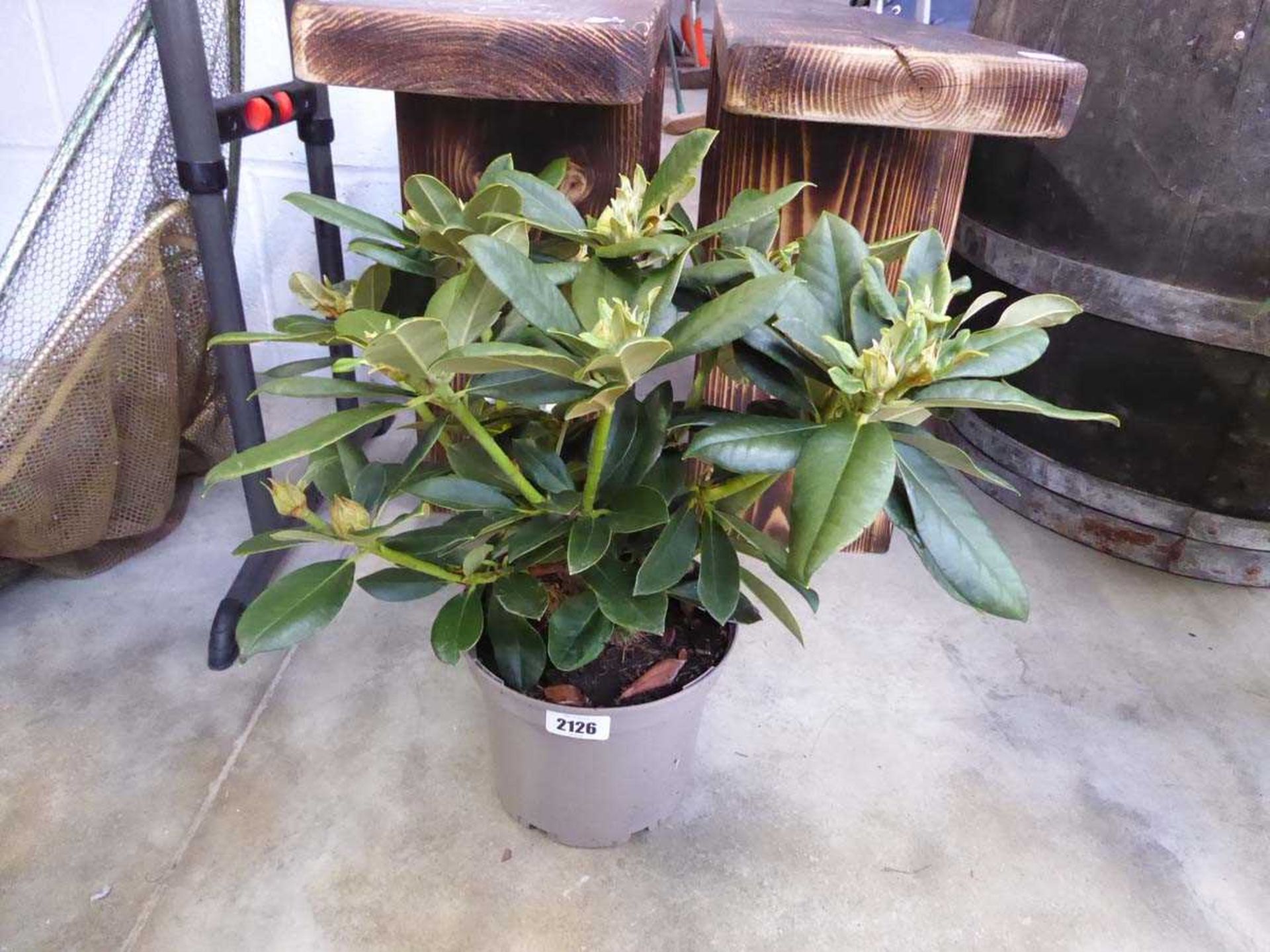 Potted yellow Golden Torch rhododendron