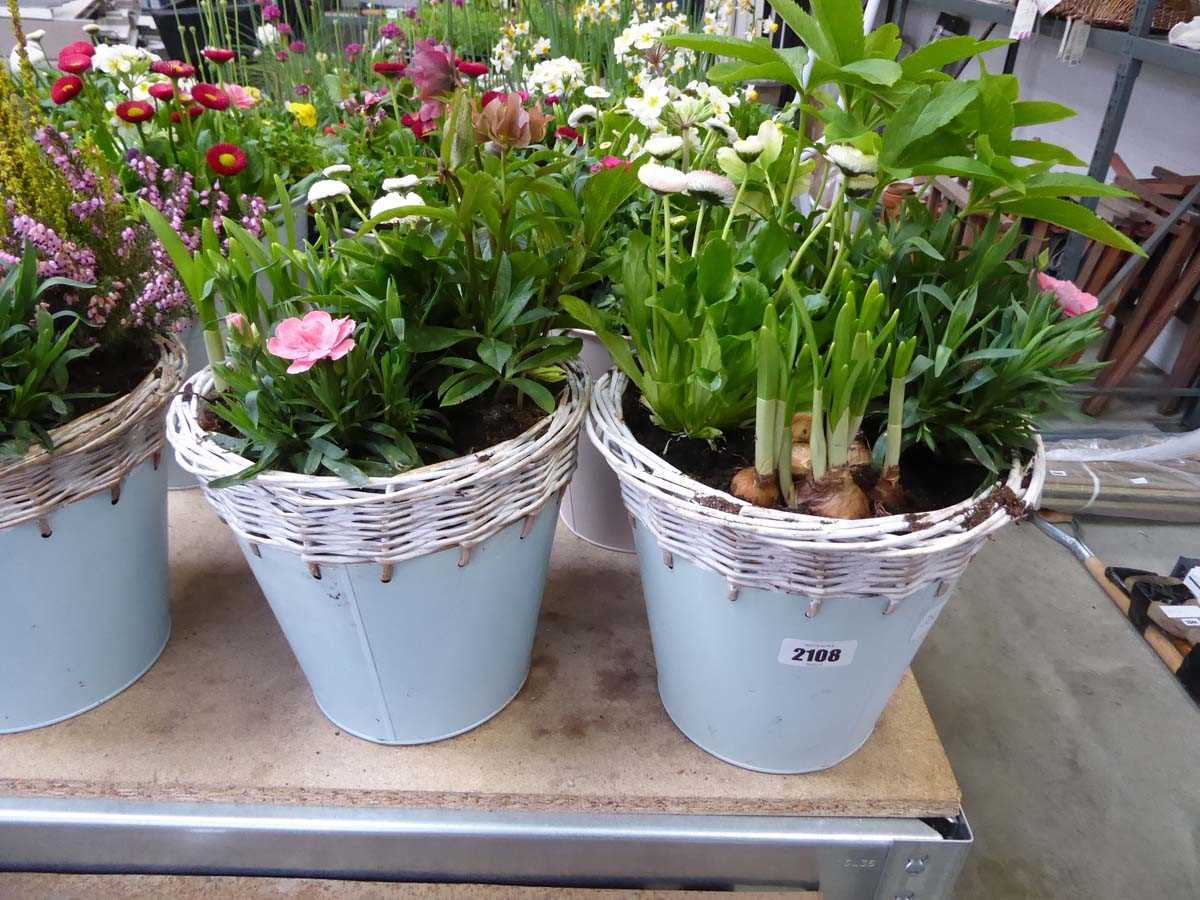 Pair of patio pots containing mixed plants