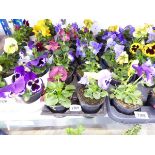 Tray containing 10 pots of pansies