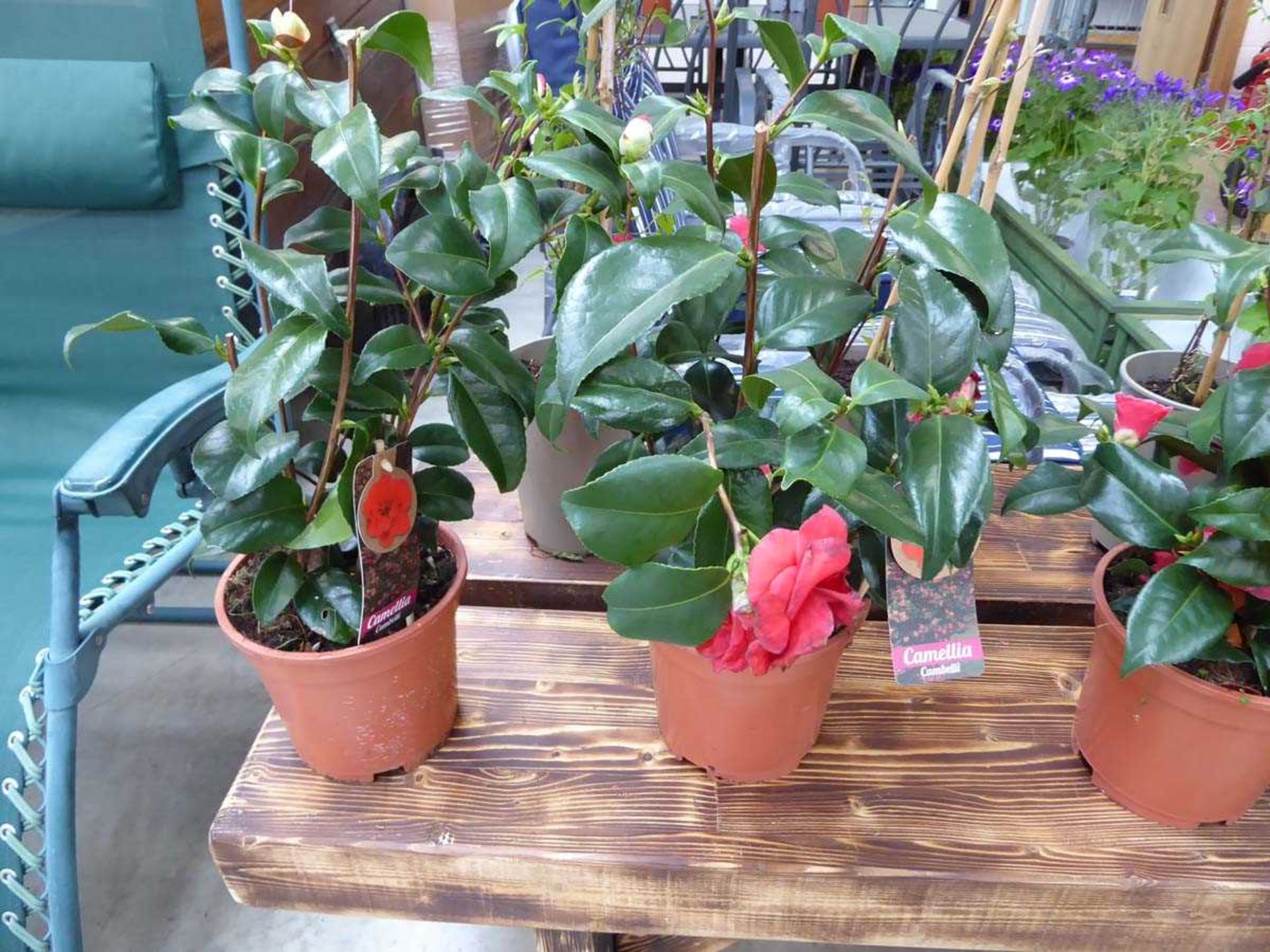 Pair of potted pink camellias