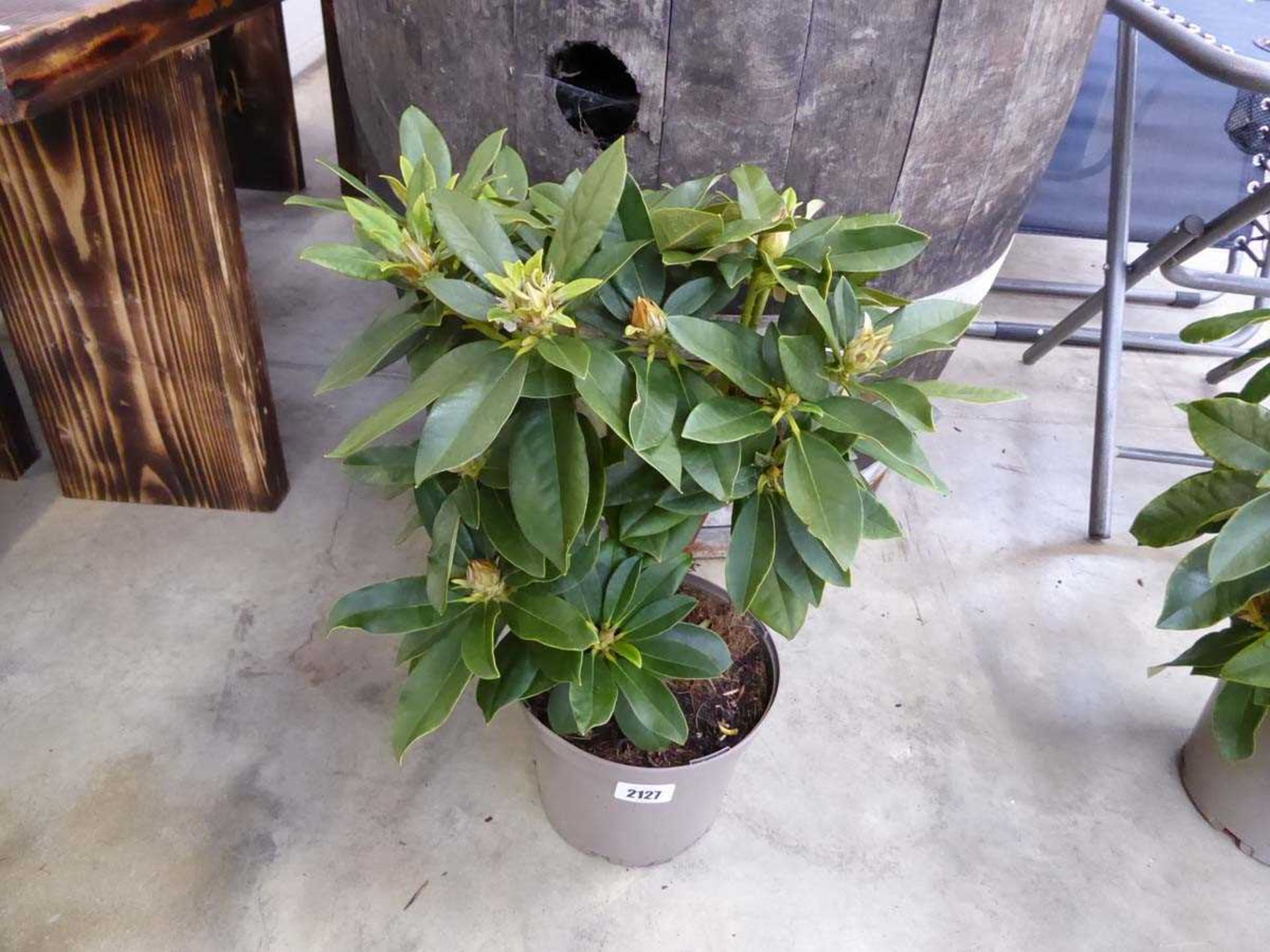 Potted yellow Golden Torch rhododendron