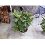 Potted yellow Golden Torch rhododendron