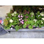 Tray containing 15 pots of mixed primulas