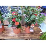 Pair of potted pink camellias