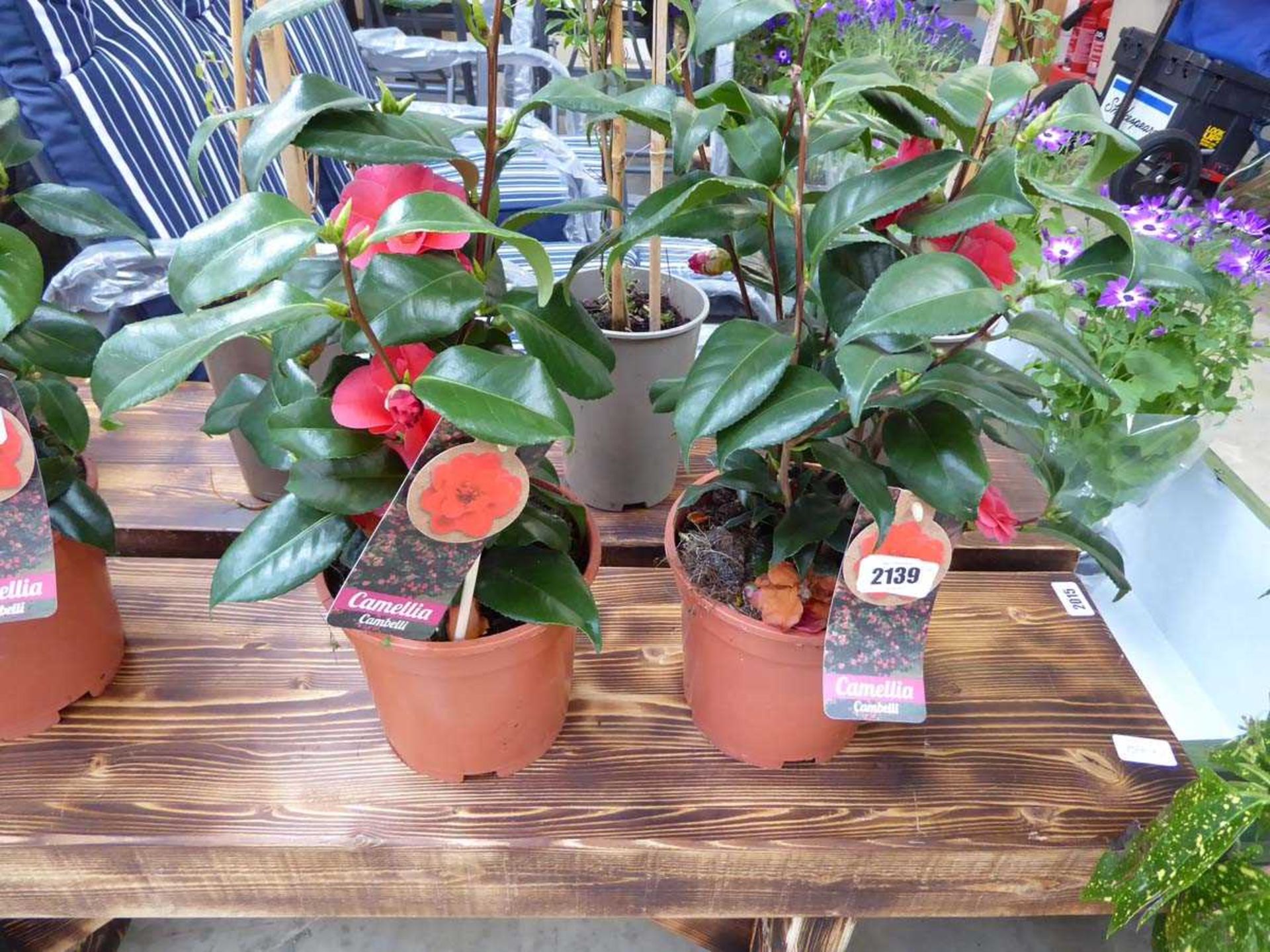 Pair of potted pink camellias