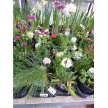 Tray containing 10 pots of mixed perennial plants