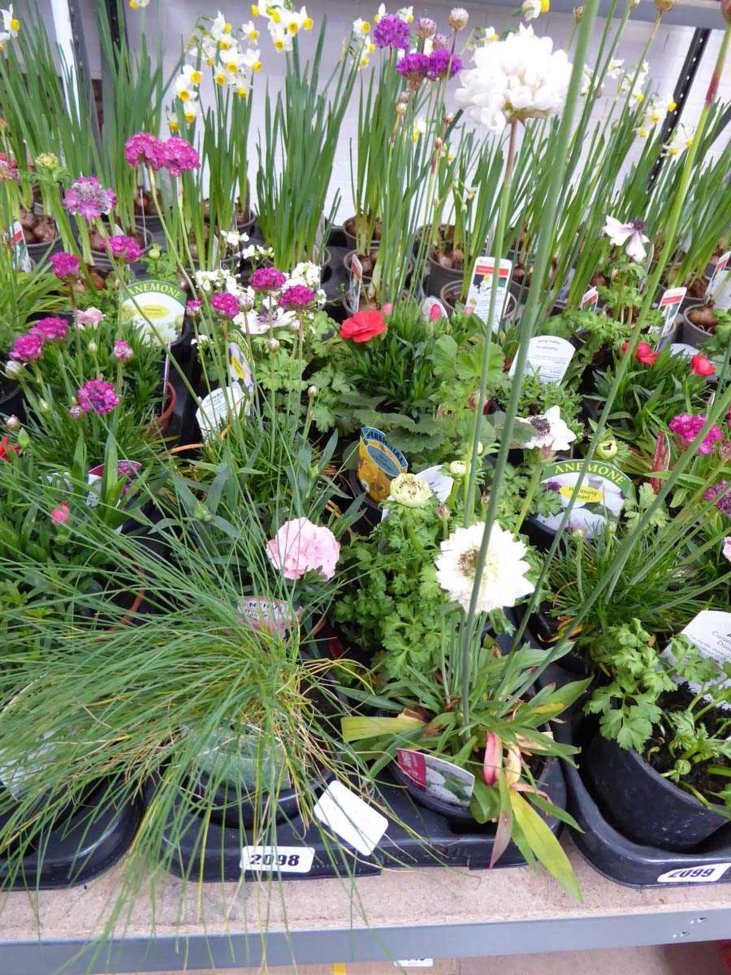 Tray containing 10 pots of mixed perennial plants