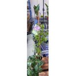 Potted climbing clematis (Comtesse de Bouchaud)