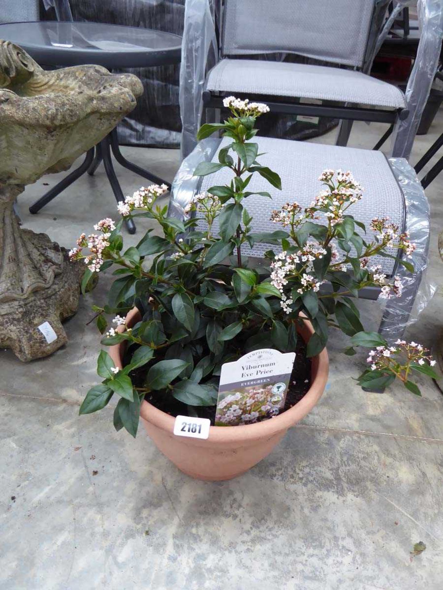 Potted Eve Price viburnum