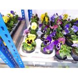 Tray containing 10 pots of pansies