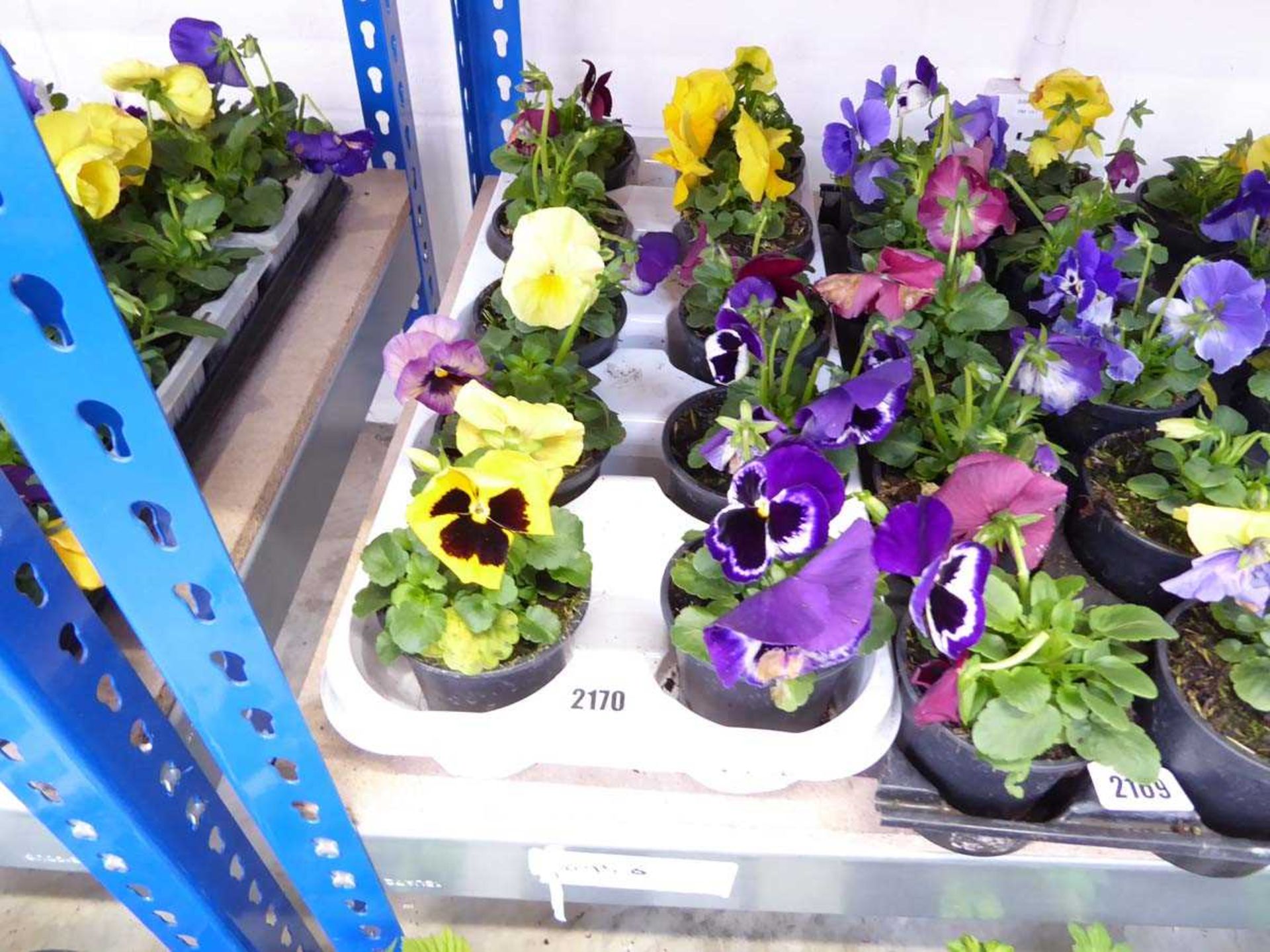 Tray containing 10 pots of pansies