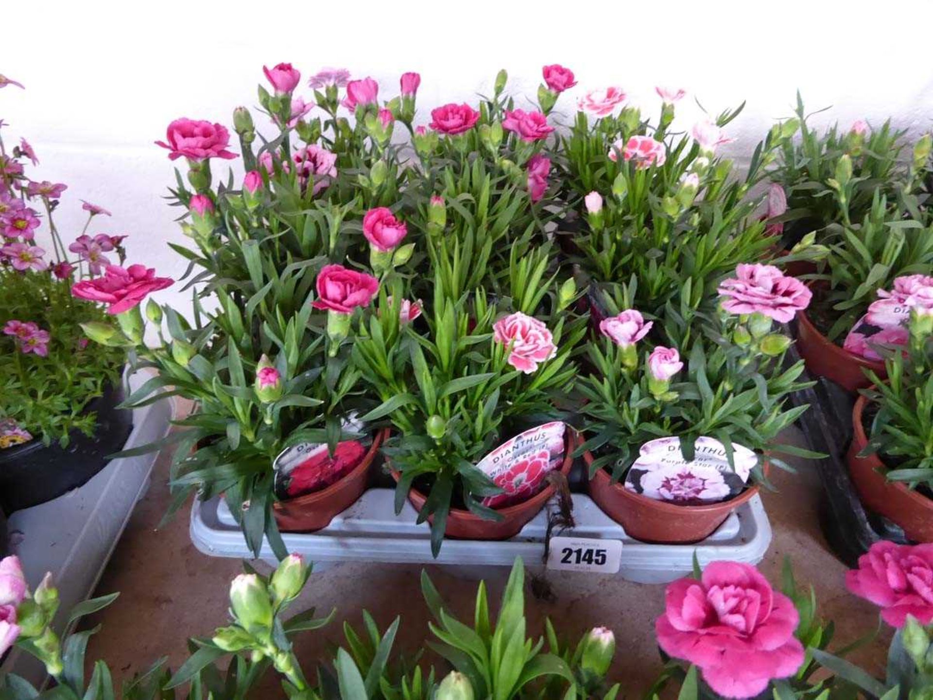 Tray containing 9 pots of white and red Oscar dianthus