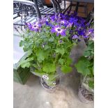 Pair of large potted purple flowering senetti