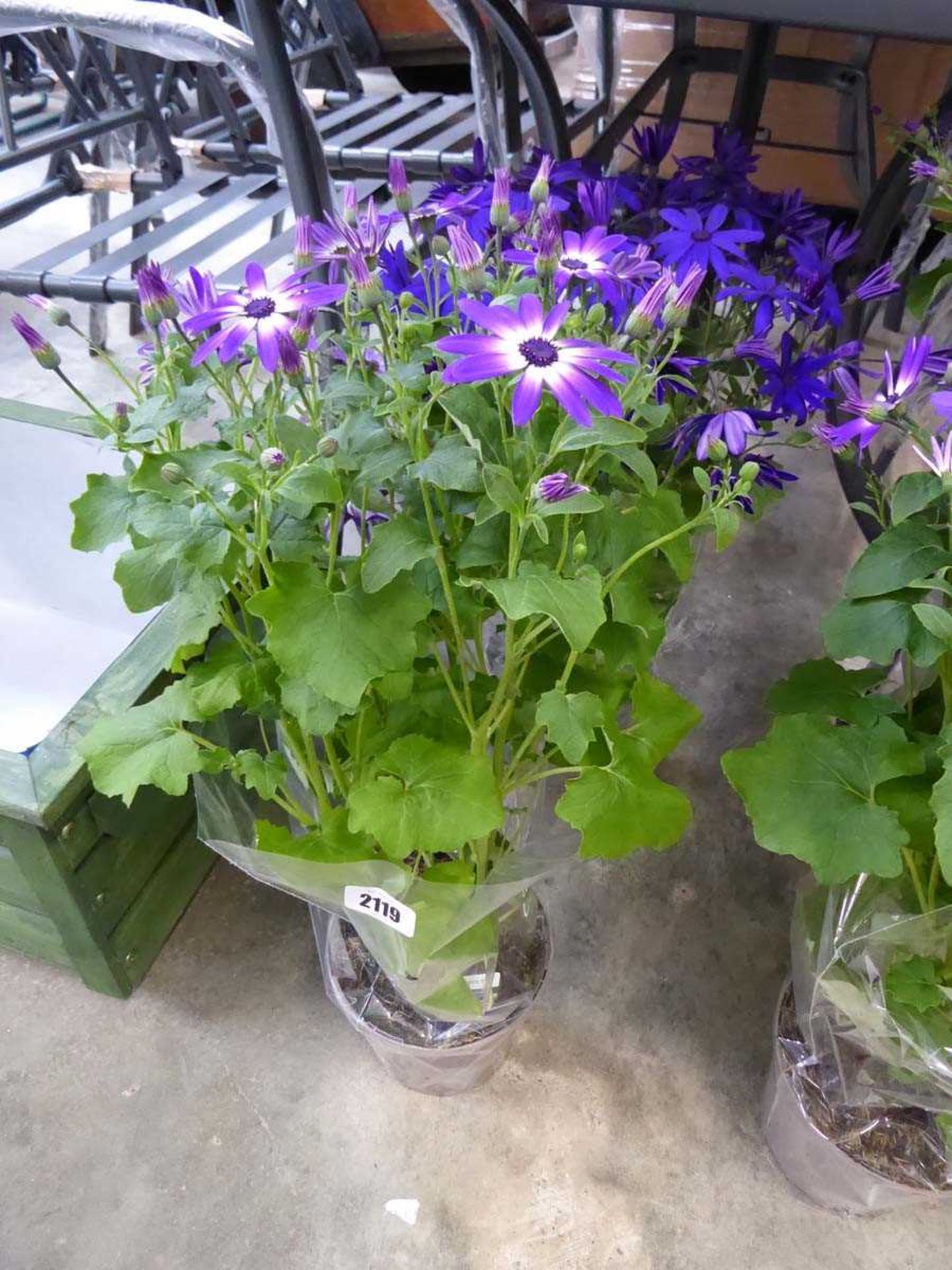 Pair of large potted purple flowering senetti