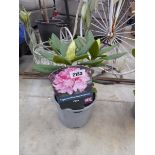 Potted pink hybrid rhododendron
