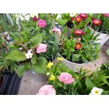 Pair of metal planters containing mixed plants