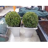 Pair of Buxus ball shrubs