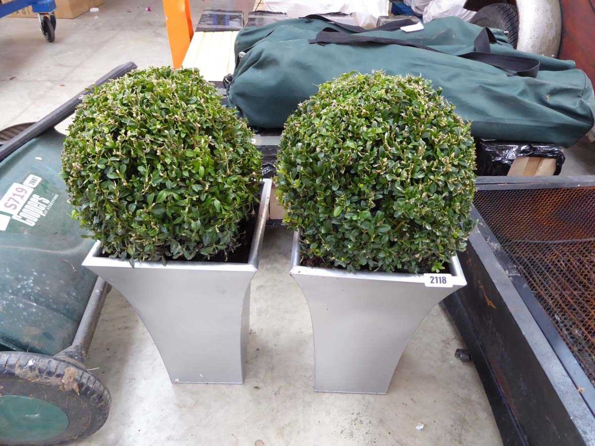 Pair of Buxus ball shrubs