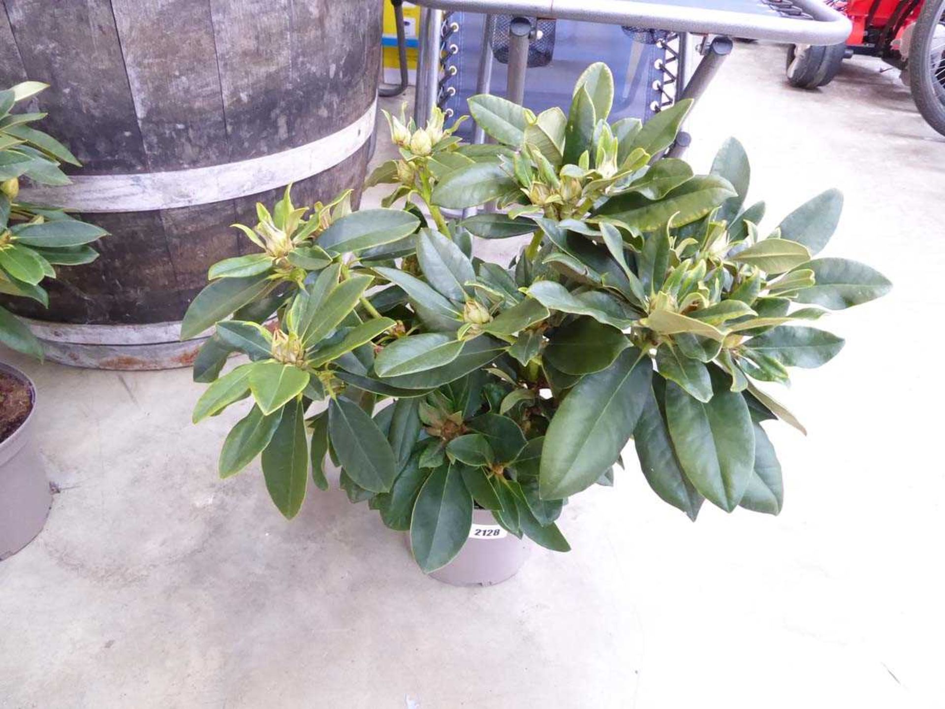 Potted yellow Golden Torch rhododendron