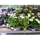 Tray containing 12 pots of Bellis daisies