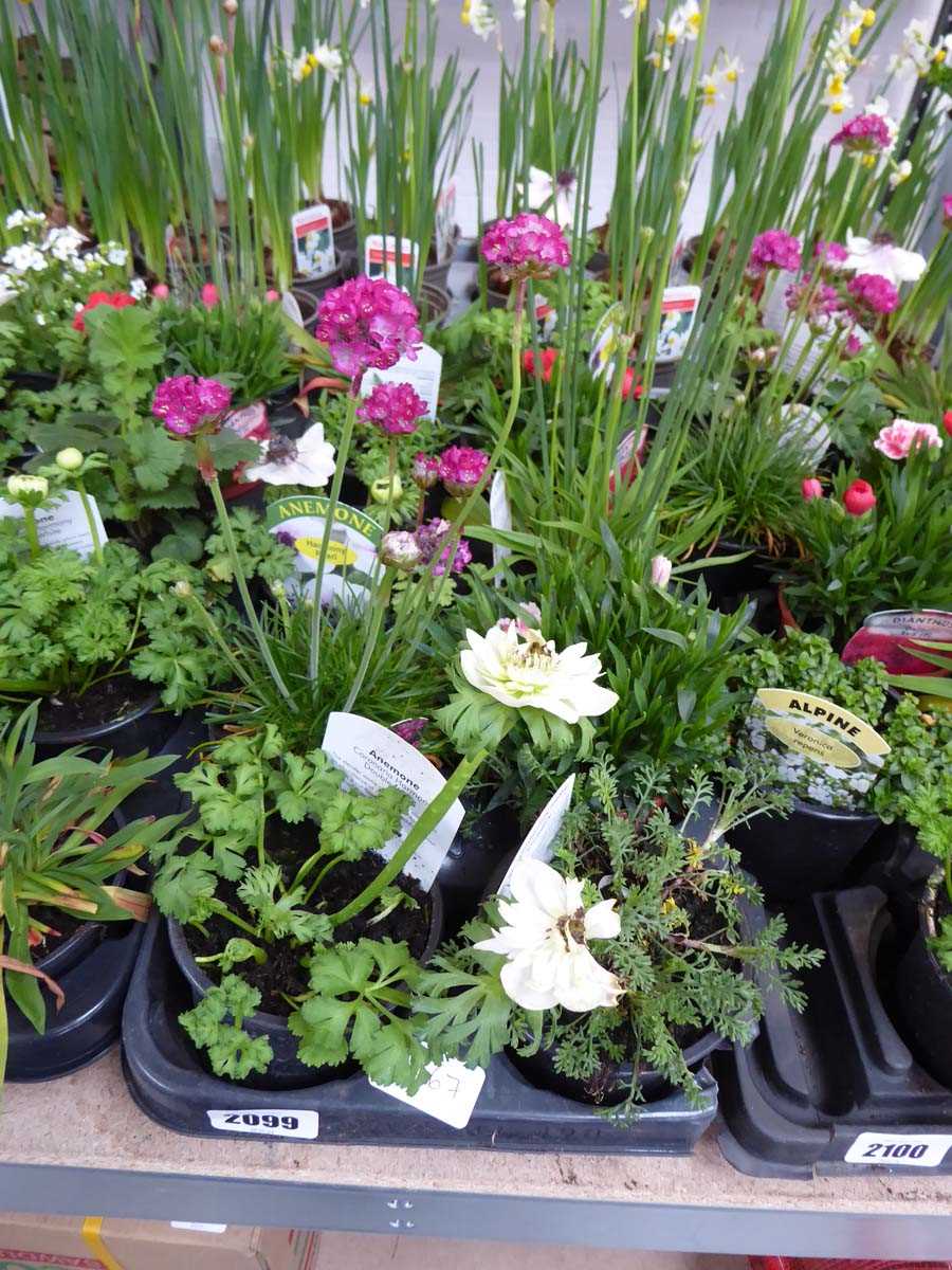 Tray containing 10 pots of mixed perennial plants