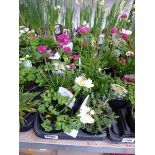 Tray containing 10 pots of mixed perennial plants