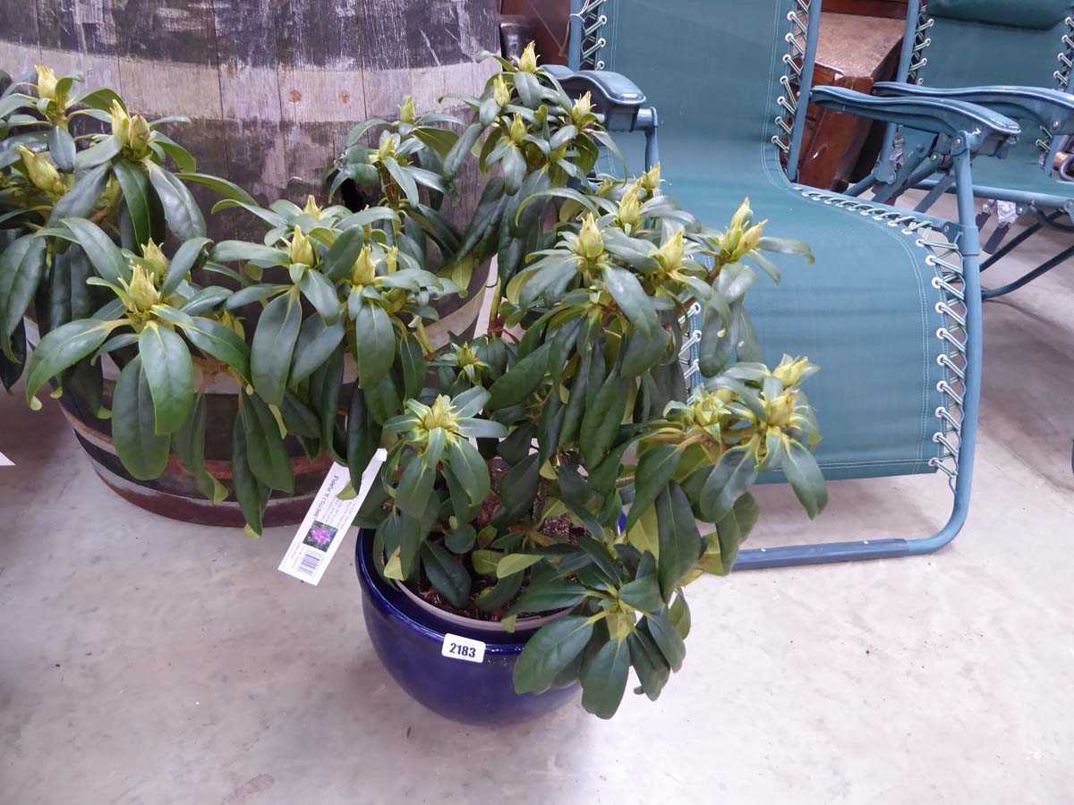 Large potted Libretto purple flowering rhododendron in blue ceramic glazed pot