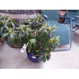 Large potted Libretto purple flowering rhododendron in blue ceramic glazed pot