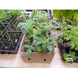 6 potted dwarf tomato plants