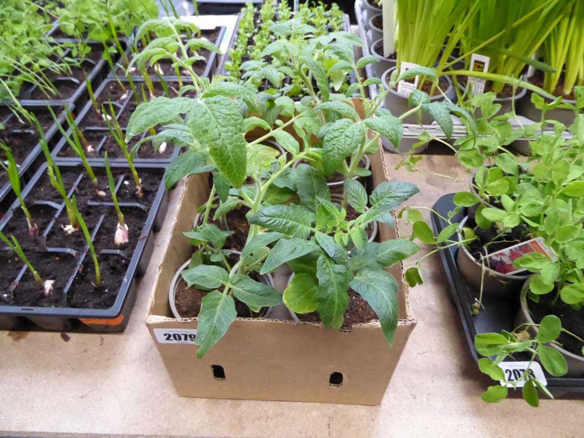 6 potted dwarf tomato plants