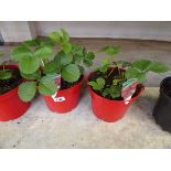 2 pots of strawberry plants