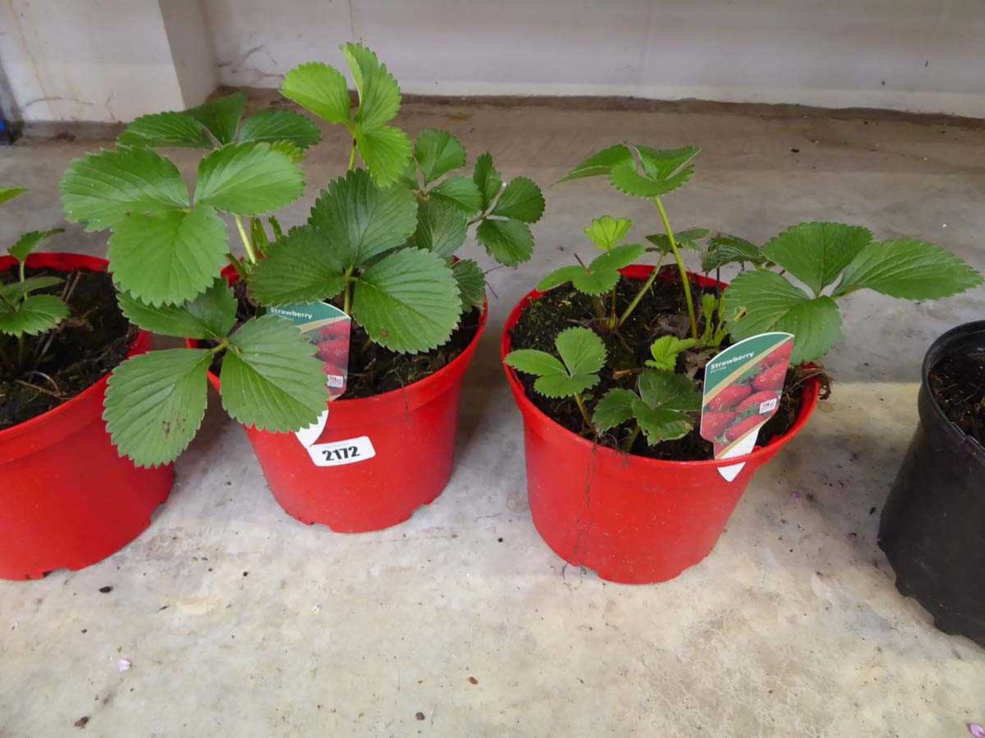 2 pots of strawberry plants