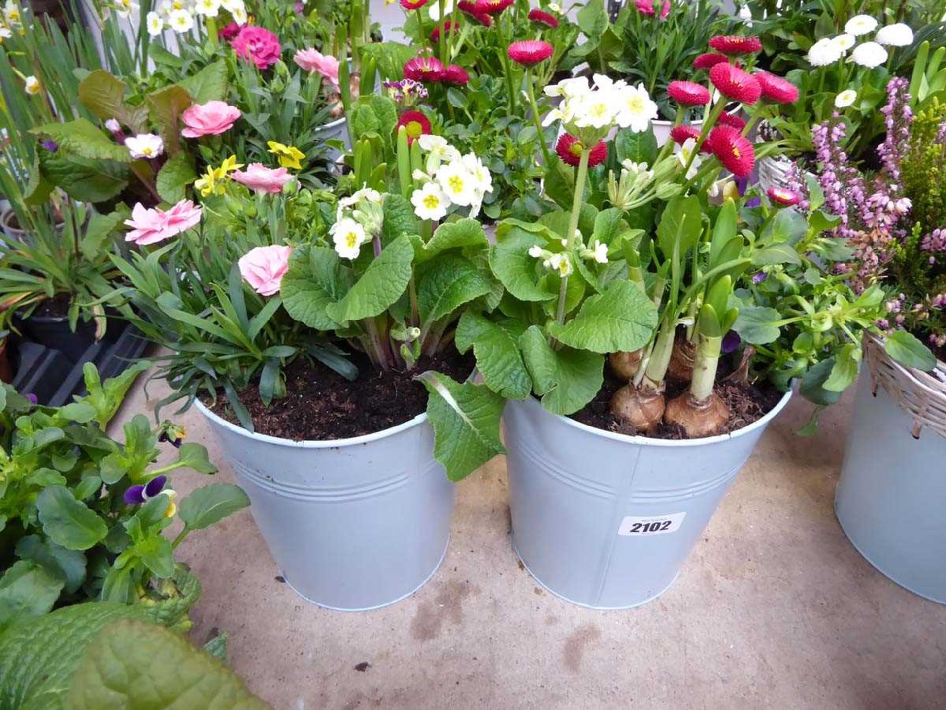 Pair of metal planters containing mixed plants