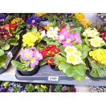 Tray containing 11 pots of primulas