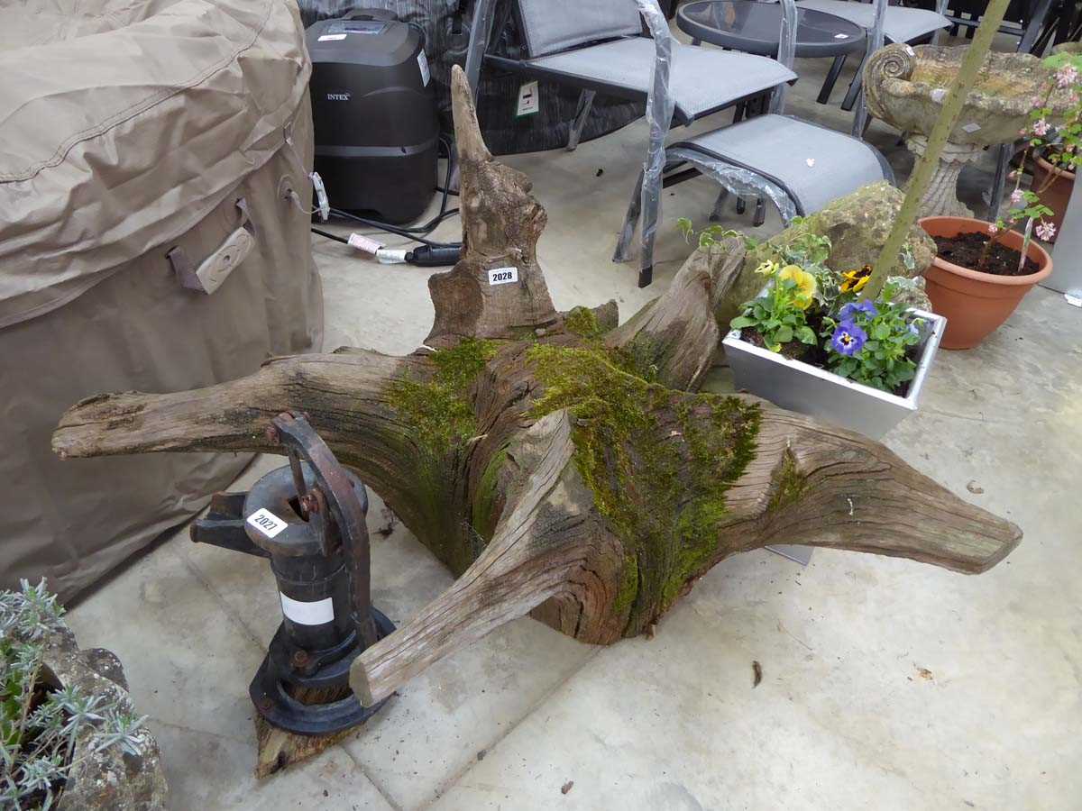 Large weathered oak decorative stump
