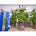 Pair of potted magenta senetti