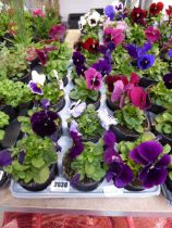 Tray containing 15 pots of pansies