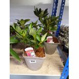 4 potted rhododendron shrubs