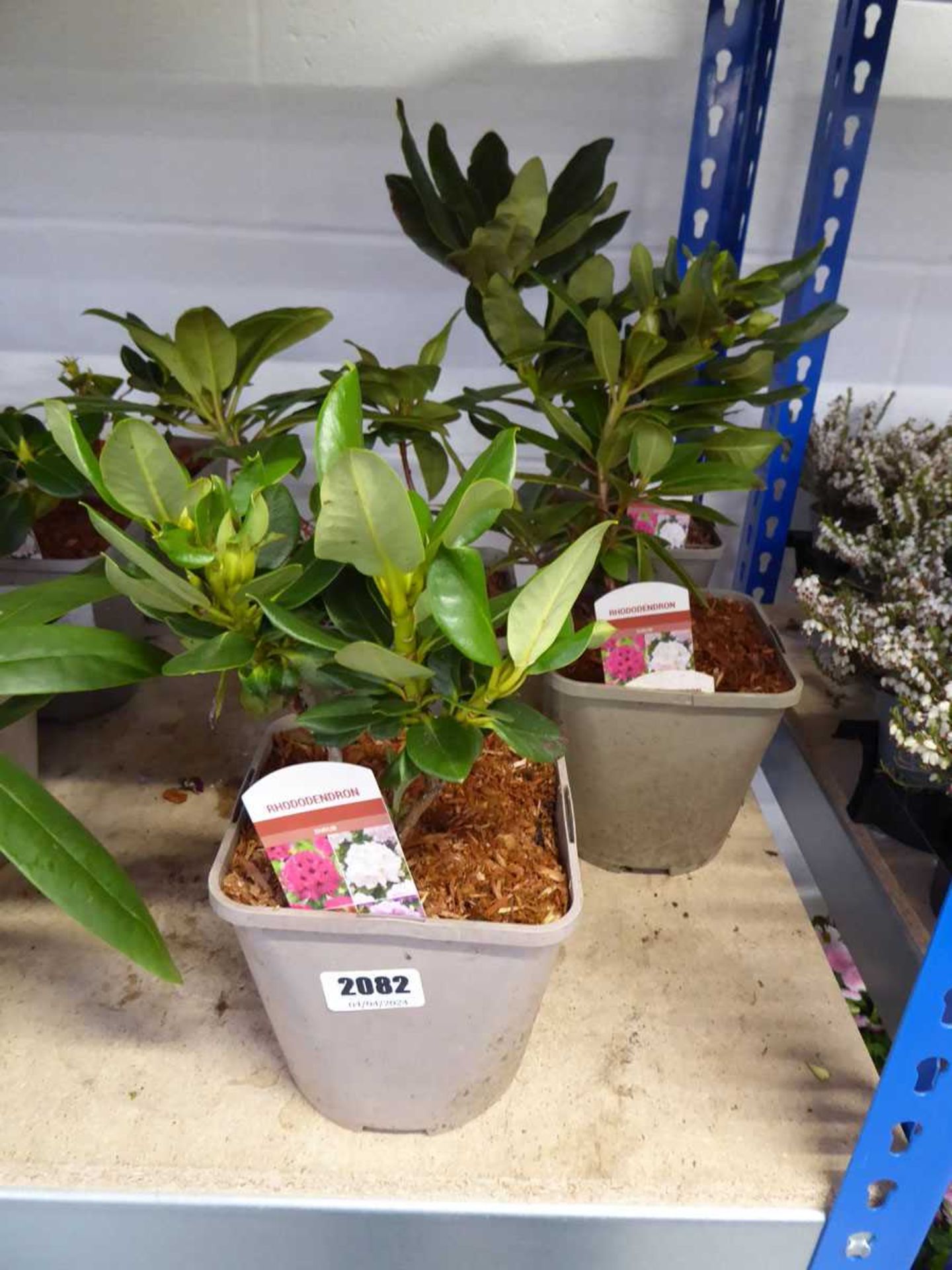 4 potted rhododendron shrubs
